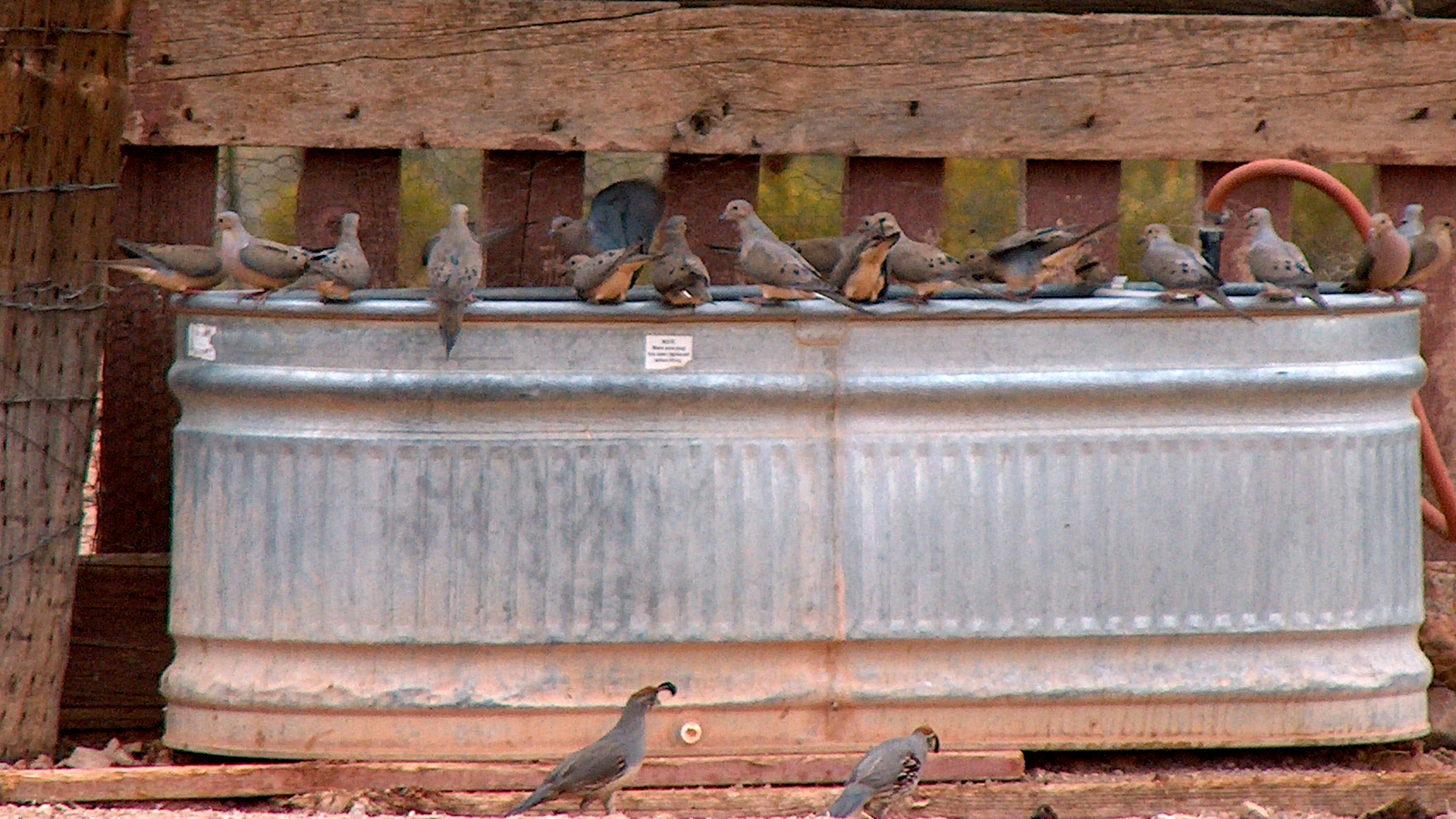 Quail Drinking from Water